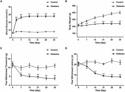 Endomorphin-2 Inhibition of Substance P Signaling within Lamina I of the Spinal Cord Is Impaired in Diabetic Neuropathic Pain Rats